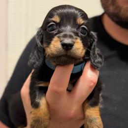 Blue Boy - Black and tan male Dachshund puppy in Horizon City, Texas from Willipaws