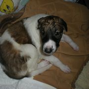 Borzoi Puppies from Symar Borzoi