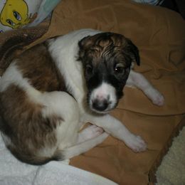 Borzoi Puppies from Symar Borzoi