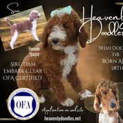 Irish Doodle and Poodle Puppies from Heavenly Poodles
