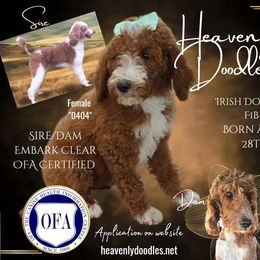 Irish Doodle and Poodle Puppies from Heavenly Poodles