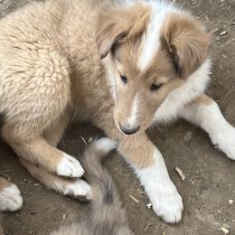 Collie Puppies from KLW Farm & Kennels