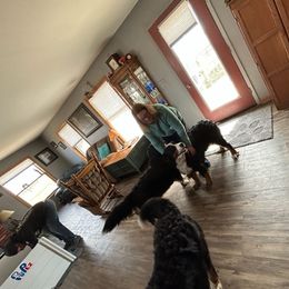 Bernese Mountain Dog Puppies from Lonesome Pine Farm