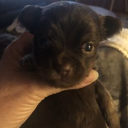 Albus (Dumbledore) - Chocolate male Chihuahua puppy in Amelia, Virginia from Pannell’s Precious Pups