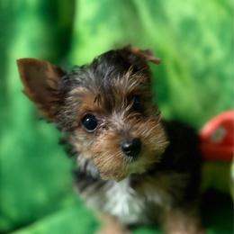 Baby Blue Boy - Black and tan male Yorkshire Terrier puppy in Lexington, North Carolina from Silver Valley Yorkies