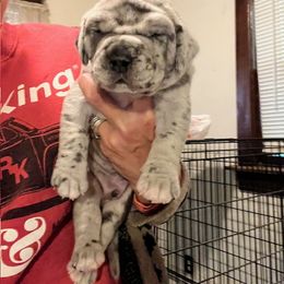 Great Dane Puppies from BkB’s House of Danes