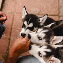 Siberian Husky Puppies from Husky Love and Pups