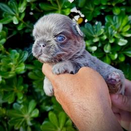 Silver - Tricolors male French Bulldog puppy in San Diego, California from Hlop Frenchies LLC