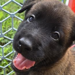 Belgian Malinois and Dutch Shepherds from Torgun Police Dogs