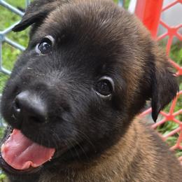 Belgian Malinois and Dutch Shepherds from Torgun Police Dogs