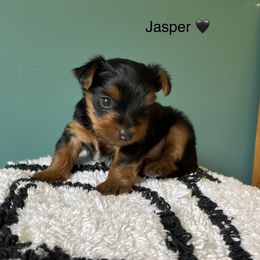 Yorkshire Terrier Puppies from Rose Puppies