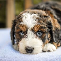 Aussiedoodle, Australian Mountain Doodle, Bernedoodle, and Labradoodle Puppies from Doodles & Co