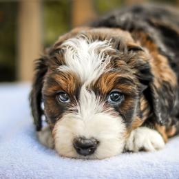 Aussiedoodle, Australian Mountain Doodle, Bernedoodle, and Labradoodle Puppies from Doodles & Co