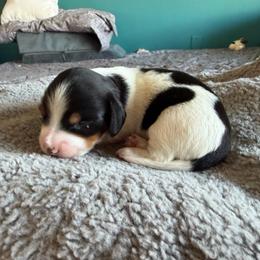Boy Two - Piebald male Dachshund puppy in Phoenix/Chandler, Arizona from Jennifer's Guardian Doxies