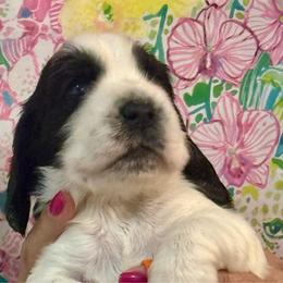 Orange Boy - Black and white male English Cocker Spaniel puppy in Jupiter, Florida from Karyn's English Cocker Spaniels