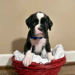 Oreo - Brindle male Boxer puppy in Garland, North Carolina from Magen's Boxers