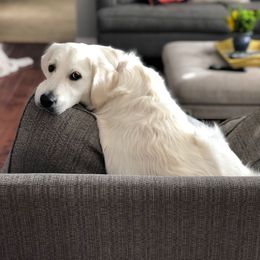Letti - Golden Retriever