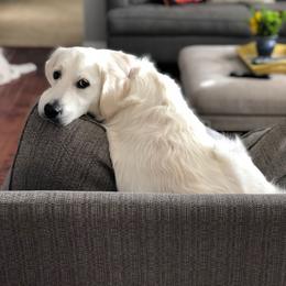 Letti - Golden Retriever