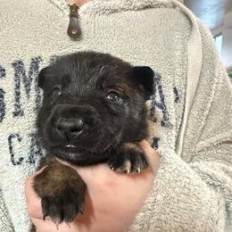 Green - Fawn sable male Belgian Malinois puppy in Boise, Idaho from Wings of Freedom Retrievers and Malinois