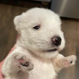 Merlin - White male Miniature Schnauzer puppy in Interlachen, Florida from Pam's Schnauzers