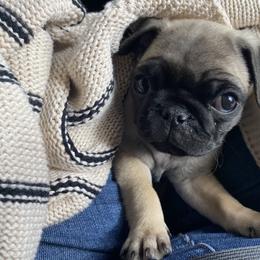 Pug Puppies from Furever Friends