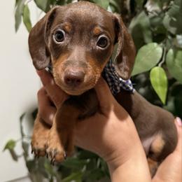 Bean - Chocolate and tan male Dachshund puppy in Winter Haven, Florida from Davidson's Dachshunds