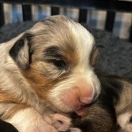 Pickle - Blue merle female Australian Shepherd puppy in La Porte City, Iowa from KDL Homestead