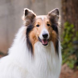 Bear - Collie