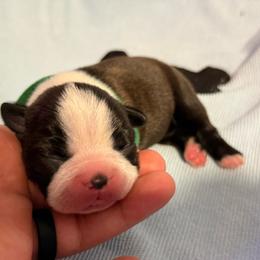 Olive - Brindle and white male Boston Terrier puppy in Hialeah, Florida from K&N Boston Paws