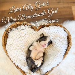 Later Ally Gator - Merle female Bernedoodle puppy in Grove, Oklahoma from Guinn Family Farms