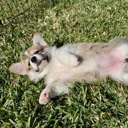 Lyric (purple collar) - Sable female Pembroke Welsh Corgi puppy in Alvin, Texas from Cottonwood Corgis