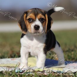 AKC 'Jingle' - Black tan and white female Beagle puppy in Lamar, Missouri from Marti Acres ~ Boston Terrier & Beagles
