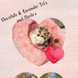 Pomeranian puppies from Posh Parti Poms