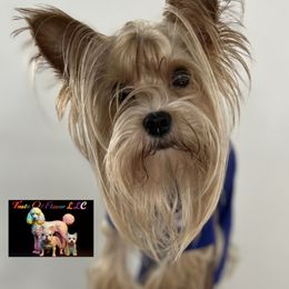 URSUS - Yorkshire Terrier