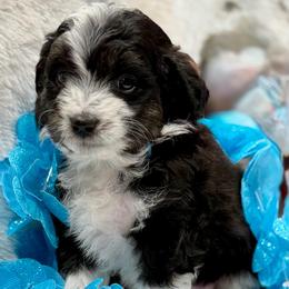 Blue collar toy - Black tri-color male Aussiedoodle puppy in 32046, Florida from River Hill Ranch