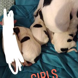 Chihuahua Puppies from Ay Chihuahua