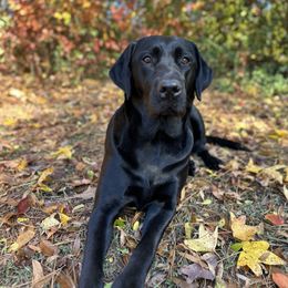 Labrador Retriever puppies from Triple L Labs & Co.