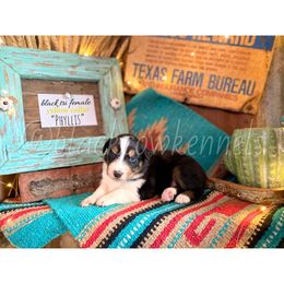 Australian Shepherd Puppies from Black Cow Kennels