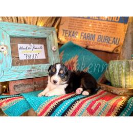 Australian Shepherd Puppies from Black Cow Kennels