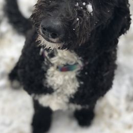 Goldendoodles, Schnoodles, and Sheepadoodles from Dood Ranch