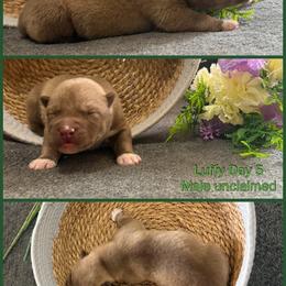 Luffy - Red and white male Siberian Husky puppy in Canton, Ohio from Bleu Skies Siberian Huskies