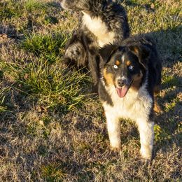 Roxy - Australian Shepherd