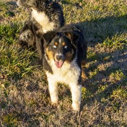 Roxy - Australian Shepherd