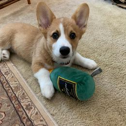 Pembroke Welsh Corgi Puppies from California Corgi Butts