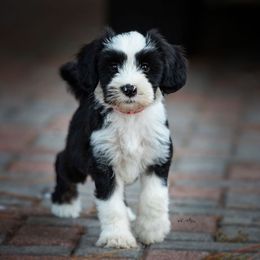 Papillon and Tibetan Terrier Puppies from Corsair Tibetan Terriers & Papillons