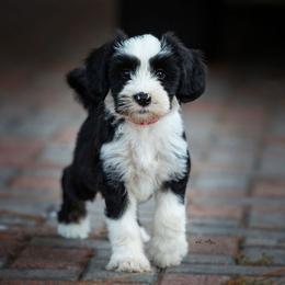 Papillon and Tibetan Terrier Puppies from Corsair Tibetan Terriers & Papillons