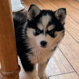 Mango - Black and white female Pomsky puppy in Charlotte, Michigan from Moore Pomskies