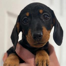 Girl - Black and tan female Dachshund puppy in Ocala, Florida from Dalmar Floridachs