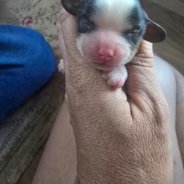 Tri female blanketed back - Tri-color female Cavalier King Charles Spaniel puppy in Wimberley, Texas from Amazing AKC Puppies