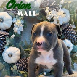 Orion - Blue brindle male American Bully puppy in Virginia from Terminal Velocity Kennels LLC